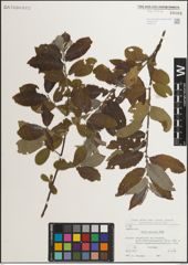 Foto von Salix muscina Dode ex Flod.